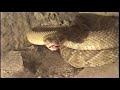 CROTALUS BASILISCUS