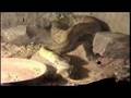 CROTALUS BASILISCUS