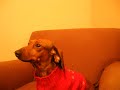 Feisty Dachshund Feisty Dachshund