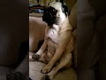 Un chien sensible et émouvant