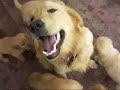 Golden Retrievers Puppies