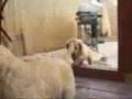 Golden Retriever video