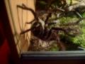 goliath bird eater