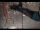 the sickest video ever made? possibly, thanks to the work of impaled. 

director and impaled guitarist sean mcgrath directed and edited the video, along with work from the rest of the band building set and props. the entire video cost a paltry $150, showing what can be done, and indeed what shouldn't be done, on the cheap. 

the video stars matt luque, reprising his role as the victim on the cover of mondo medicale, the album from which this video is taken. it was also included as a cd-rom track on the medical waste ep, except in germany, where the video was deemed to violent to release. 

http://www.impaled.info
http://www.myspace.com/impaled