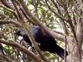 Tui Singing