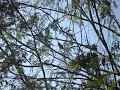 patativa na natureza   www acpj com br