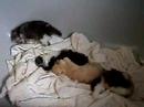 Baby cats: Baby cats so cute! www.babycat.net