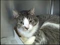 Manchester (NH) Animal Shelter