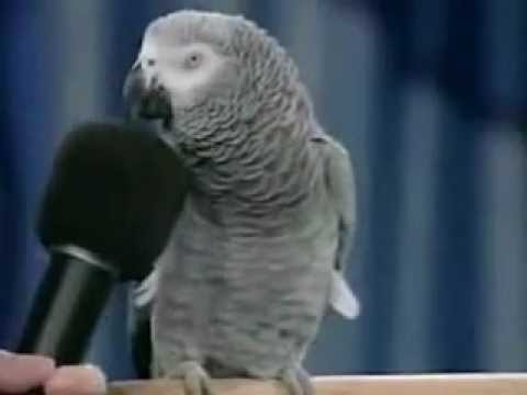 نساء وحيوانات