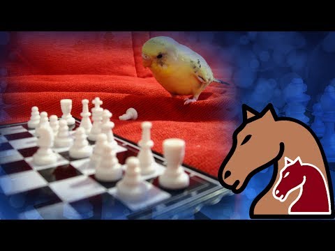 chess knight