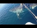 Video: Huge Great White Shark Circles Boat 2