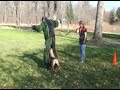 Gunfire attack, building search, attack on handler, object guard, and dog/suspect escort. Decoy/Trainer is Josiah Neuman of Neuman K-9 Academy. The dogs in this video are Bacchus, Mongoose, and Rogue owned by Ron & Lisa Geller. Special thanks to Lisa Geller for shooting and creating the video! For more dog training information visit: www.mndogtraining.com