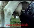 milking outside by hand
