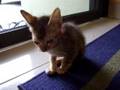 videos de Visionless Kitty Coco 10oct2008