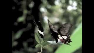 Butterfly Garden