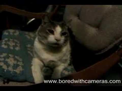 Scaring the living sh*t out of my cat Smokey