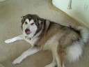 Nanuq
