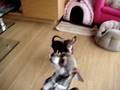 videos de Tara la sauterelle