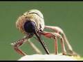 Homosexual and hetrosexual mobbing in a weevil