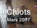 chiots