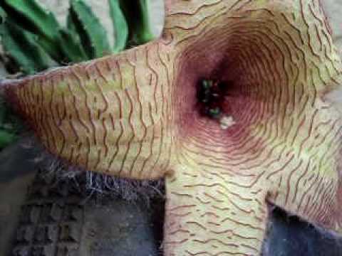 how to fertilize african iris