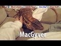 ☜ Giant lizard comes when called