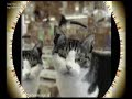 carzy cats carzy cats