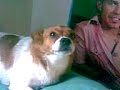 Perra cantando (Rosca)