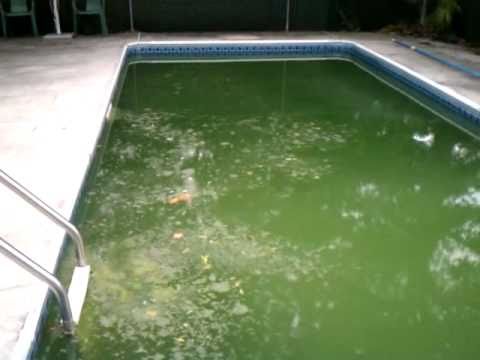 how to treat green water in a pool