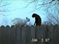 2 cats are fighting