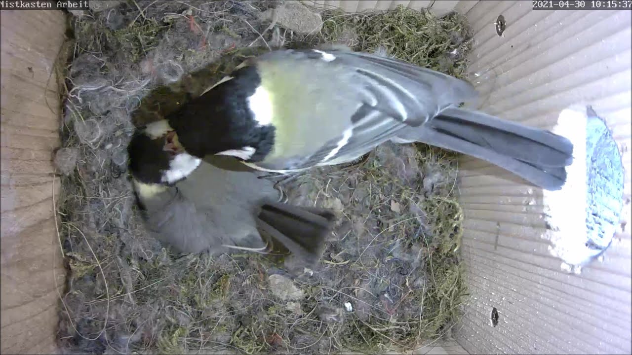 Die brütende Meise wird gefüttert und faucht Eindringling an! 30.04.2021