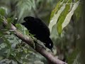 Birds Of Papau New Guinea