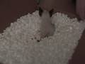 Chewie in the foam