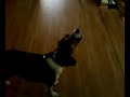 DIXIE AND THE FIRE WHISTLE