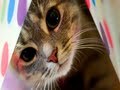 What are Pet Allergies? (Conditions AZ)