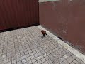 The Dancing Headcrab With Annoying Music! The Dancing Headcrab With Annoying Music!