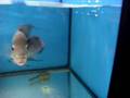 FlowerhornUSA - Flowerhorn at Quin Hu