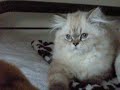 Mr. Meowgi