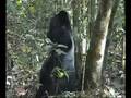 videos de Bwindi Gorilla 1 part of 2