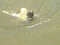 le saut du pond 4.3gp