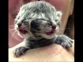 Two faced kitten