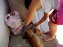 Puttin Glasses on Dog