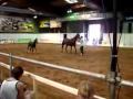 Kabardin horse and a foal - Equiros 2008