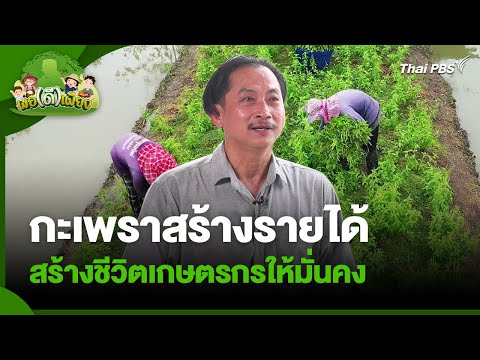 กะเพราสร้างรายได้ สร้างชีวิตเกษตรกรให้มั่นคง