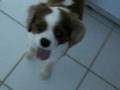 videos de Winston Cav King Charles Spaniel drinks-goes out to pla