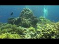 Greatest Underwater Views of Red Sea!