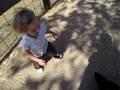 videos de Izzy chasing ducks