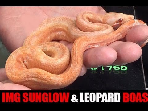 YouTube reptile video