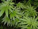 Hanakk Attakk - Marijuana