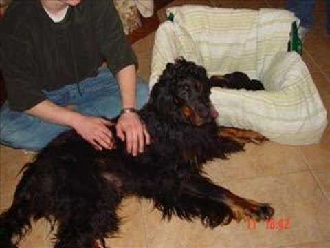Gordon Setter puppies at 21 days old ...